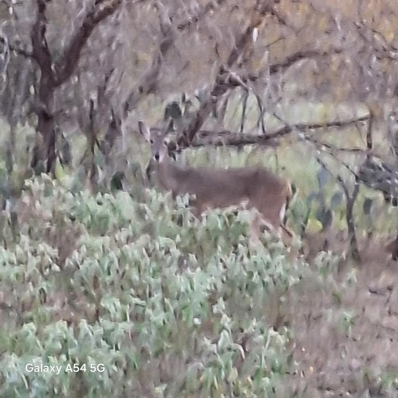 326 The Forest Rd, Dale, TX 78616