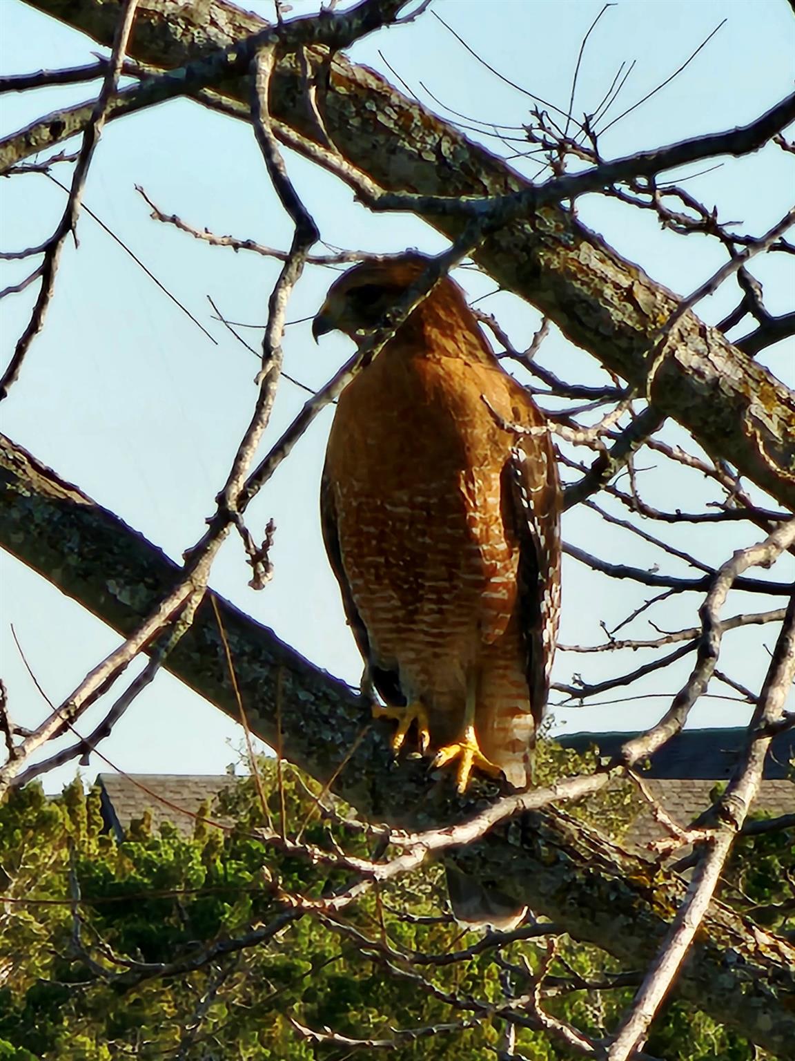 4705 Foster Ranch Rd, Austin, TX 78735