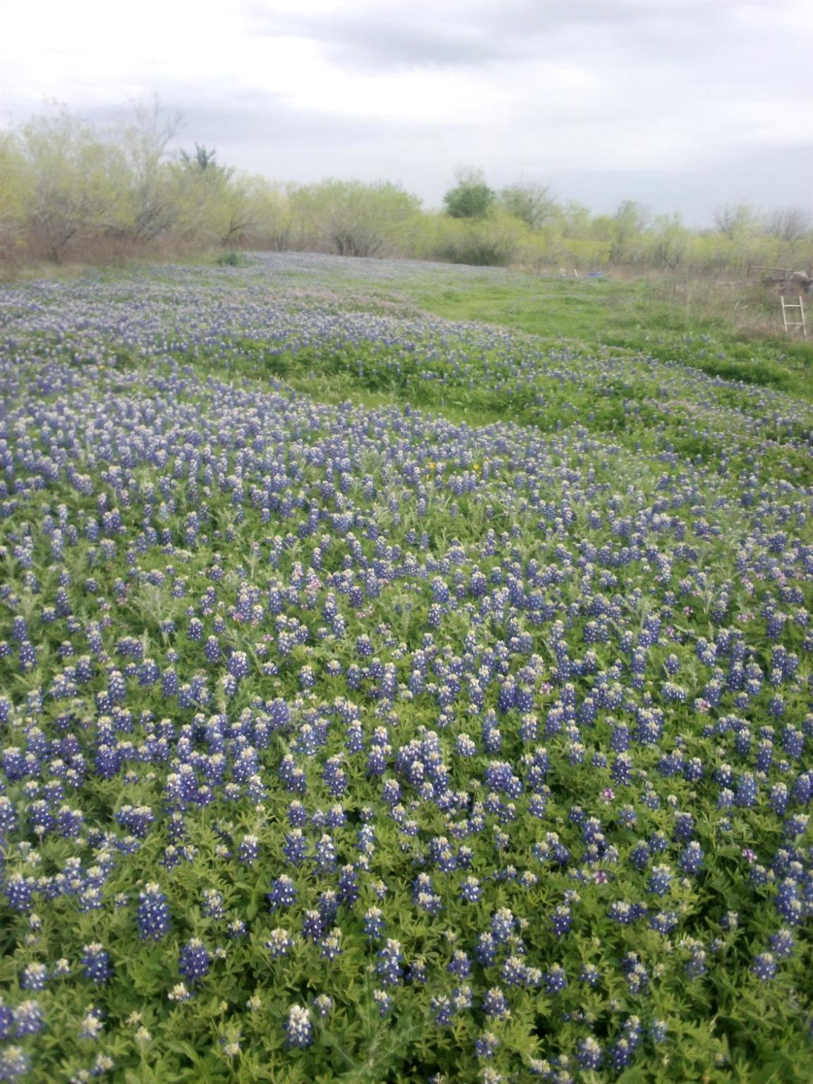 118 Ranchero Dr, Buda, TX 78640