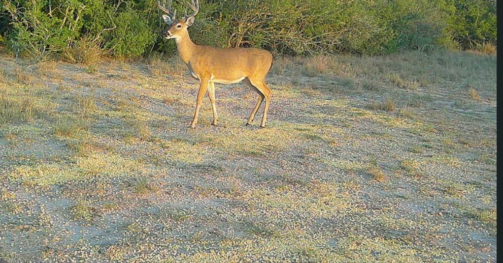 0 County Road 284 Rd, Benavides, TX 78341