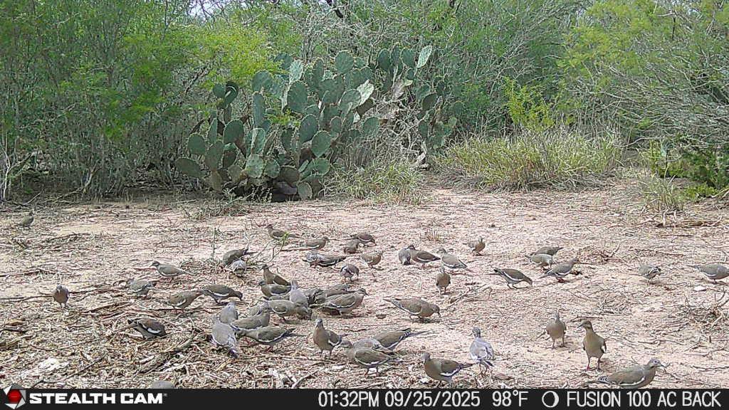 0 County Road 284 Rd, Benavides, TX 78341