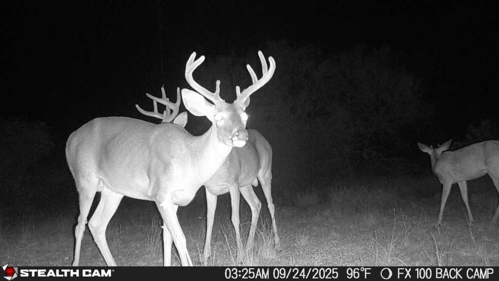 0 County Road 284 Rd, Benavides, TX 78341