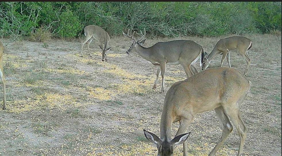 0 County Road 284 Rd, Benavides, TX 78341