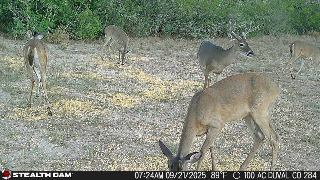 0 County Road 284 Rd, Benavides, TX 78341