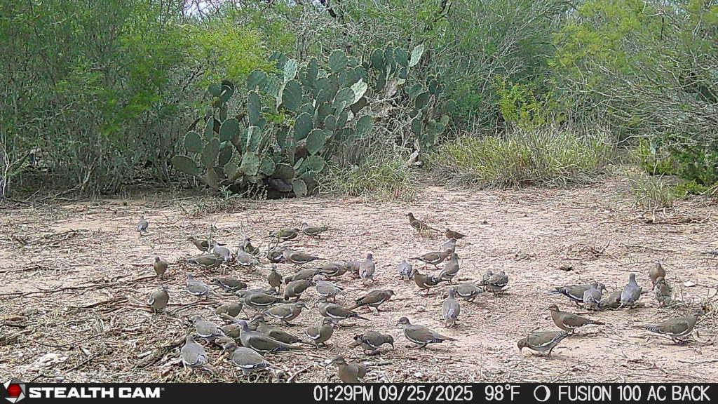 0 County Road 284 Rd, Benavides, TX 78341