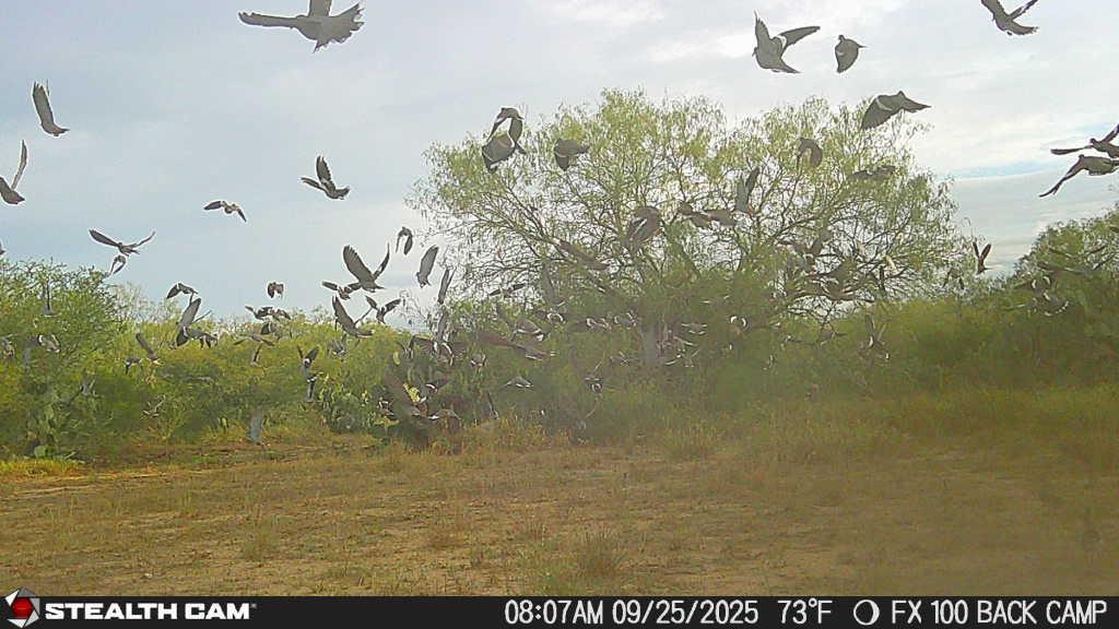 0 County Road 284 Rd, Benavides, TX 78341