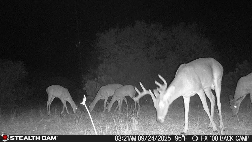 0 County Road 284 Rd, Benavides, TX 78341