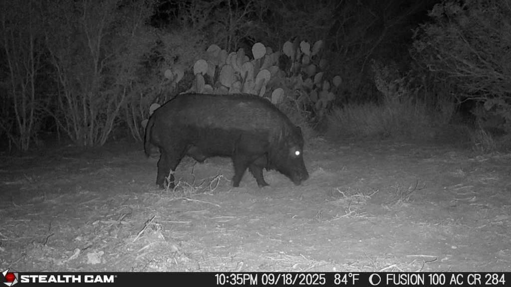 0 County Road 284 Rd, Benavides, TX 78341