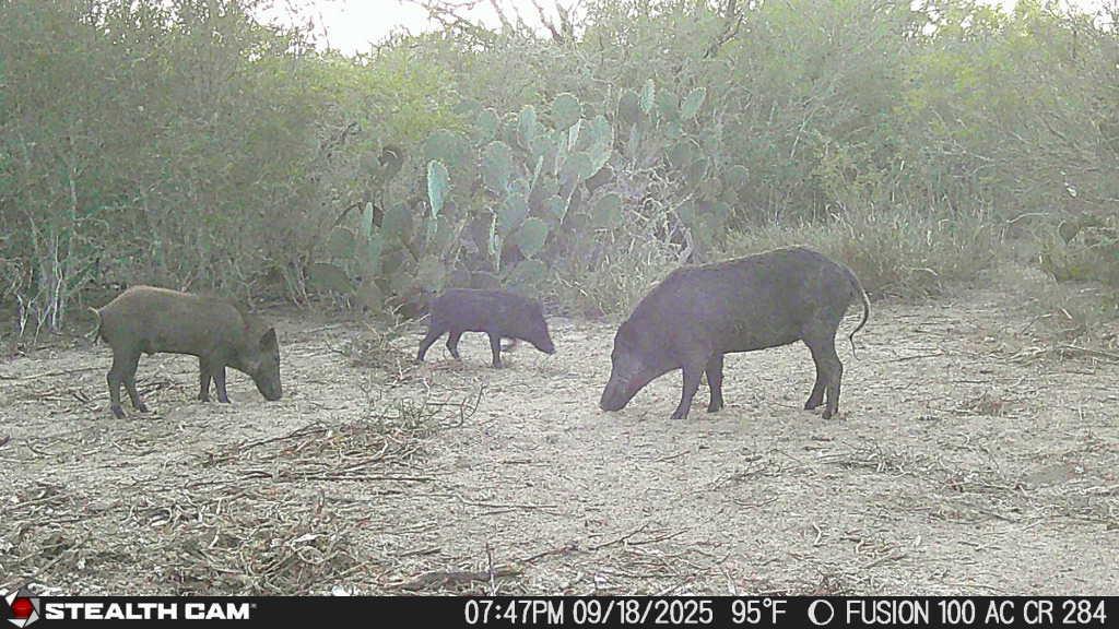 0 County Road 284 Rd, Benavides, TX 78341