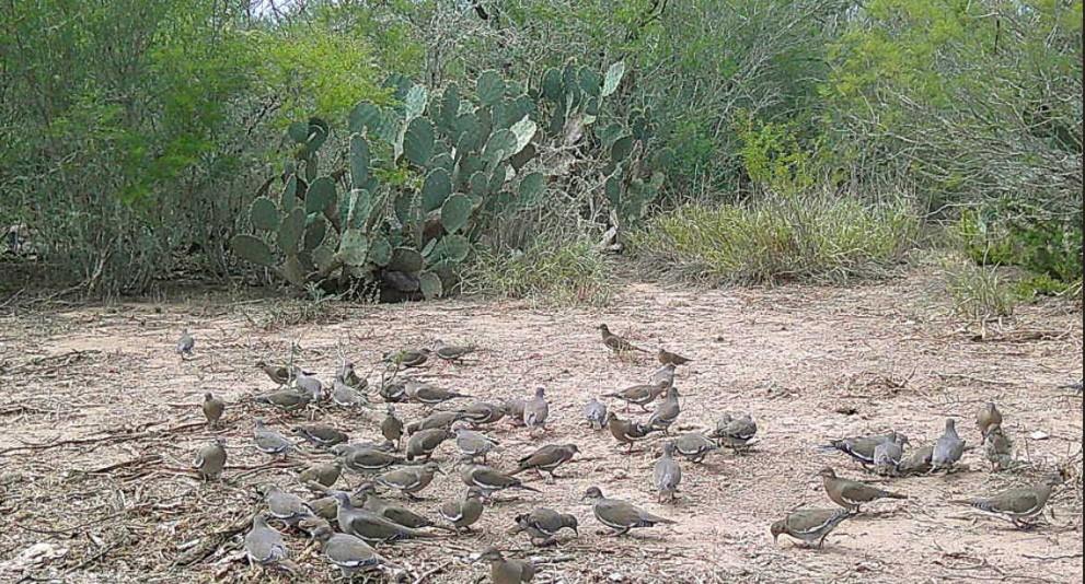 0 County Road 284 Rd, Benavides, TX 78341