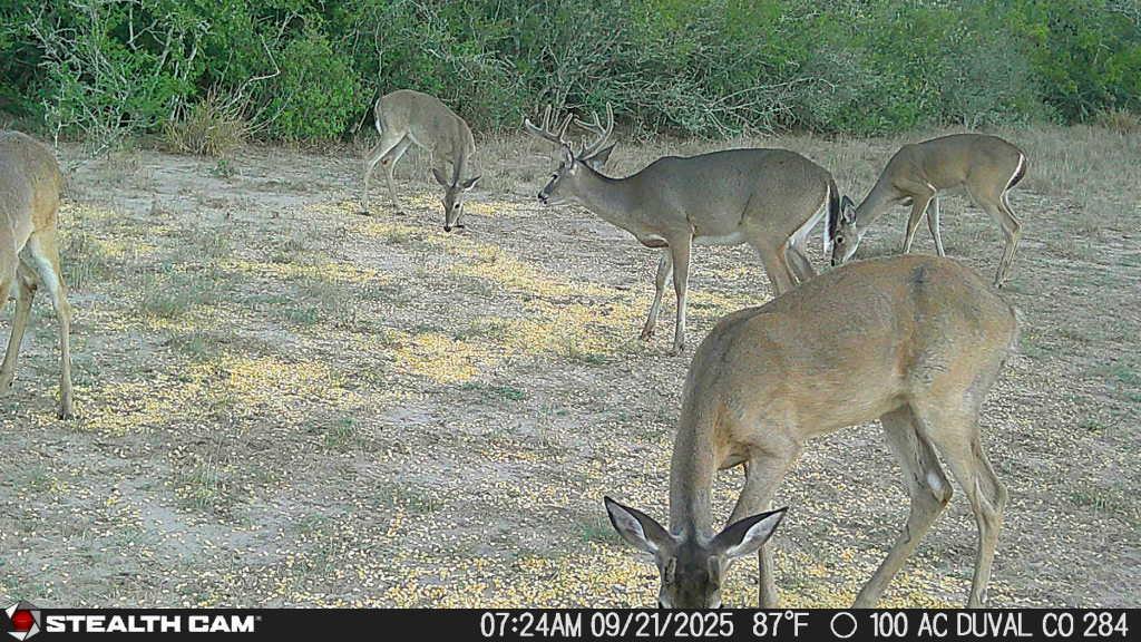 0 County Road 284 Rd, Benavides, TX 78341