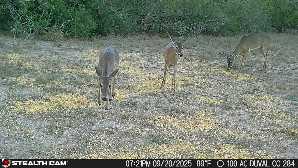 0 County Road 284 Rd, Benavides, TX 78341