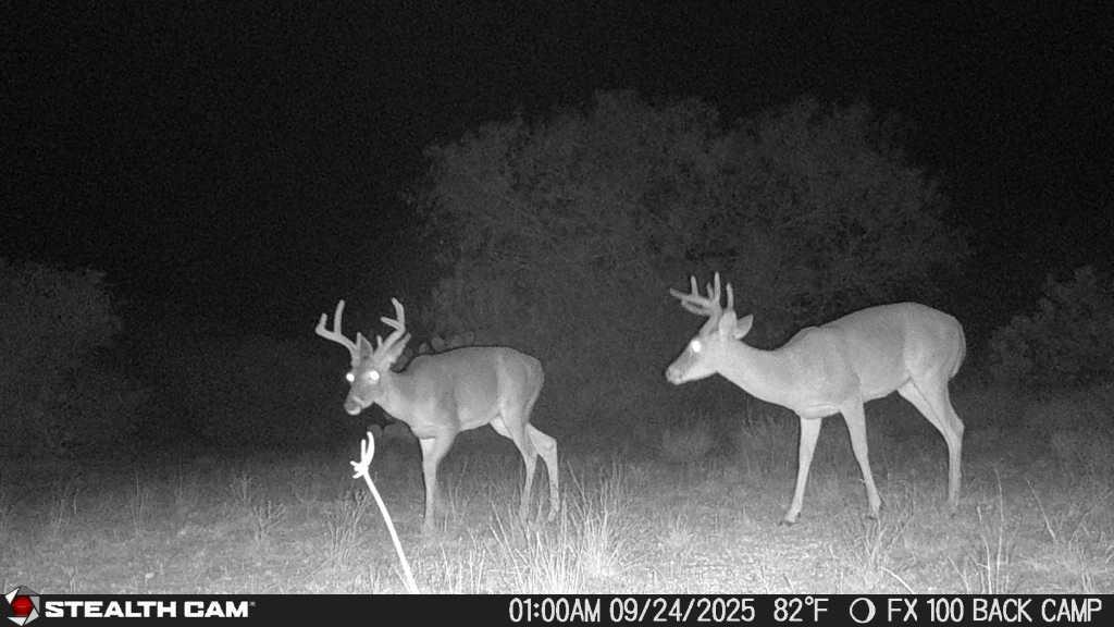 0 County Road 284 Rd, Benavides, TX 78341