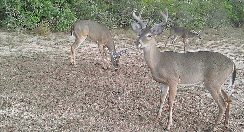 0 County Road 284 Rd, Benavides, TX 78341