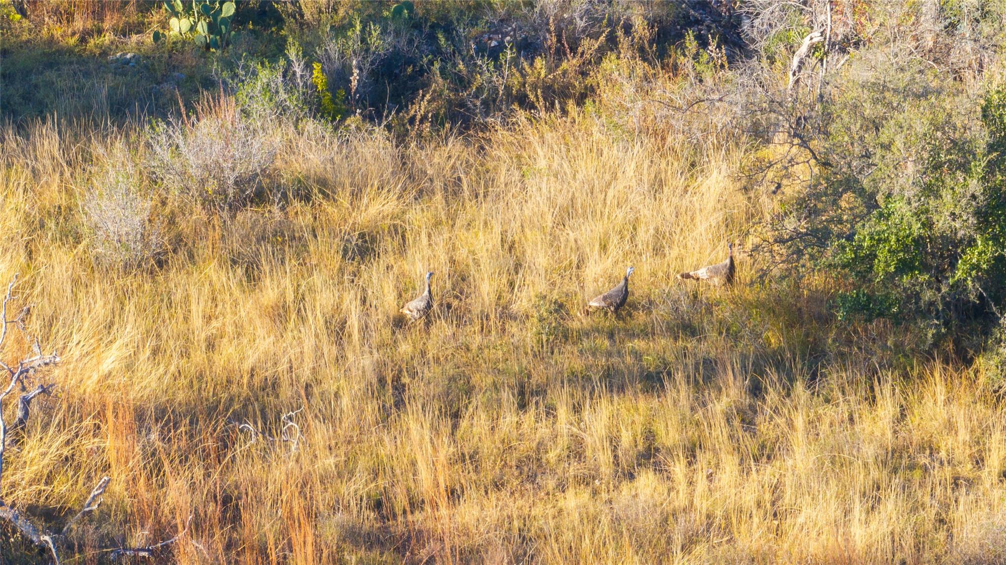 358 Cornelius Rd, Utopia, TX 78885