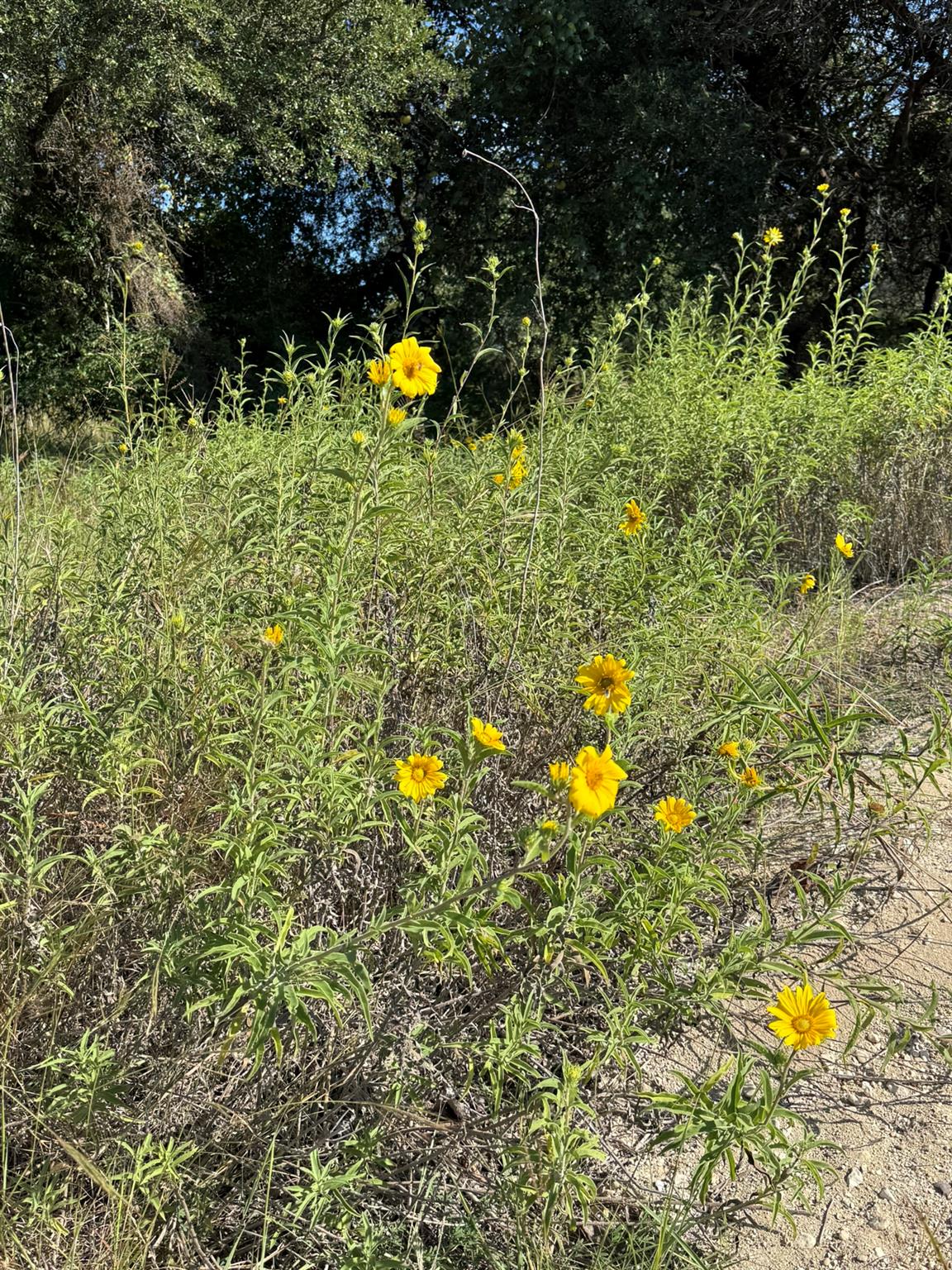 7534 West US Highway 290 Highway, Hye, TX 78635