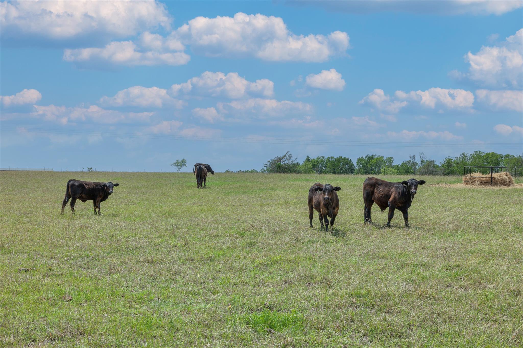 2232 FM 975, Caldwell, TX 77836