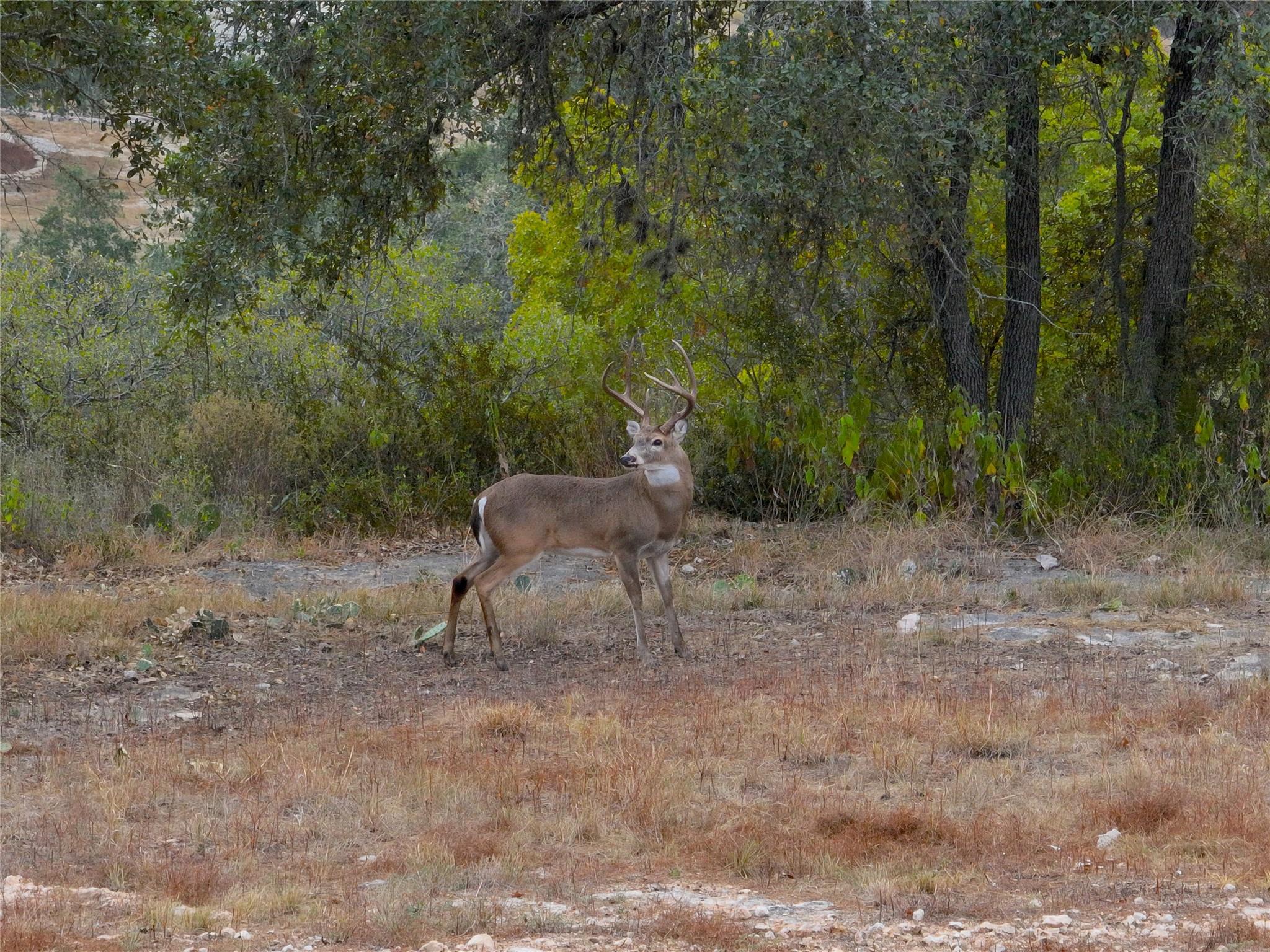 1232 Kings Cove Dr, Canyon Lake, TX 78133