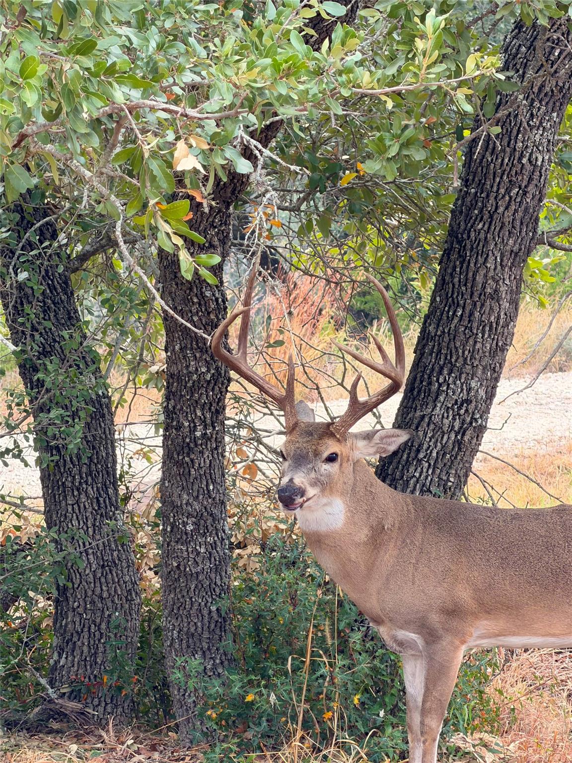 1232 Kings Cove Dr, Canyon Lake, TX 78133