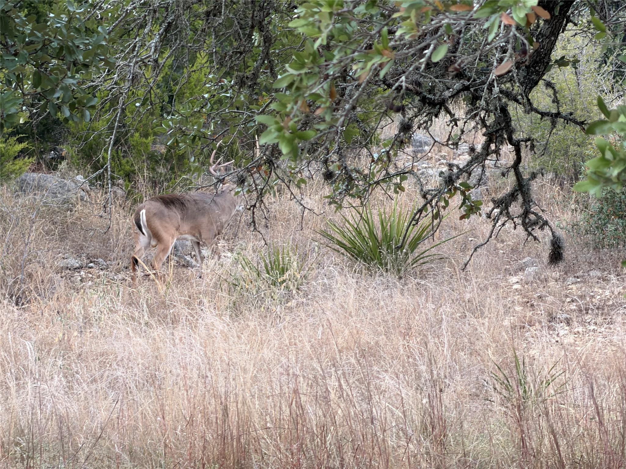 1232 Kings Cove Dr, Canyon Lake, TX 78133