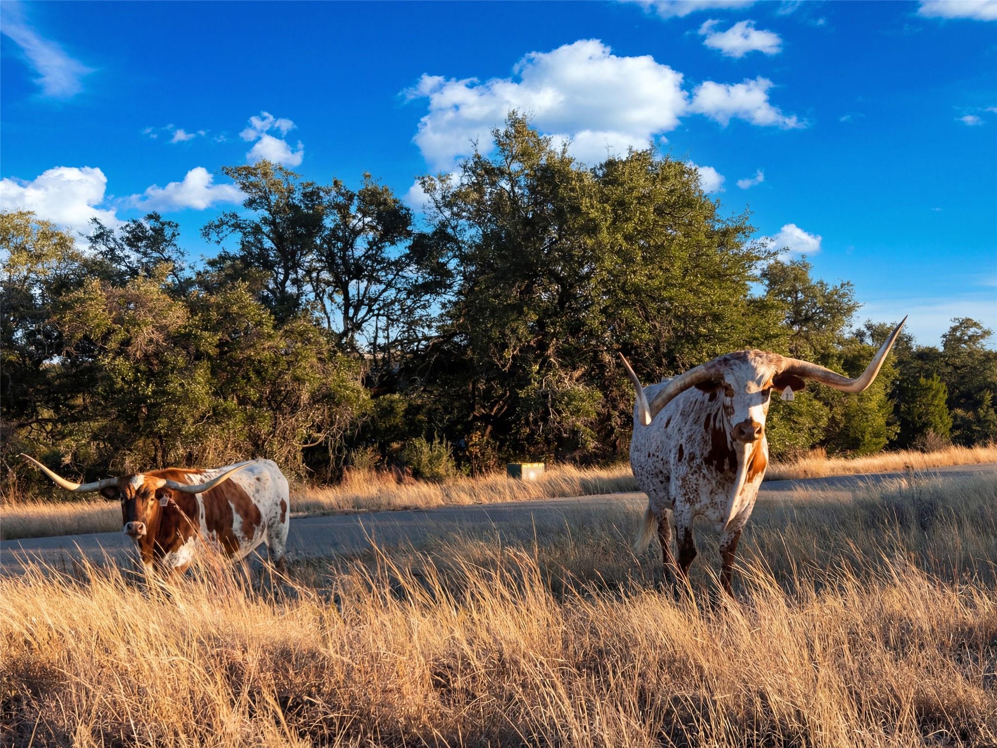 577 Cattle Creek Rd, Johnson City, TX 78636