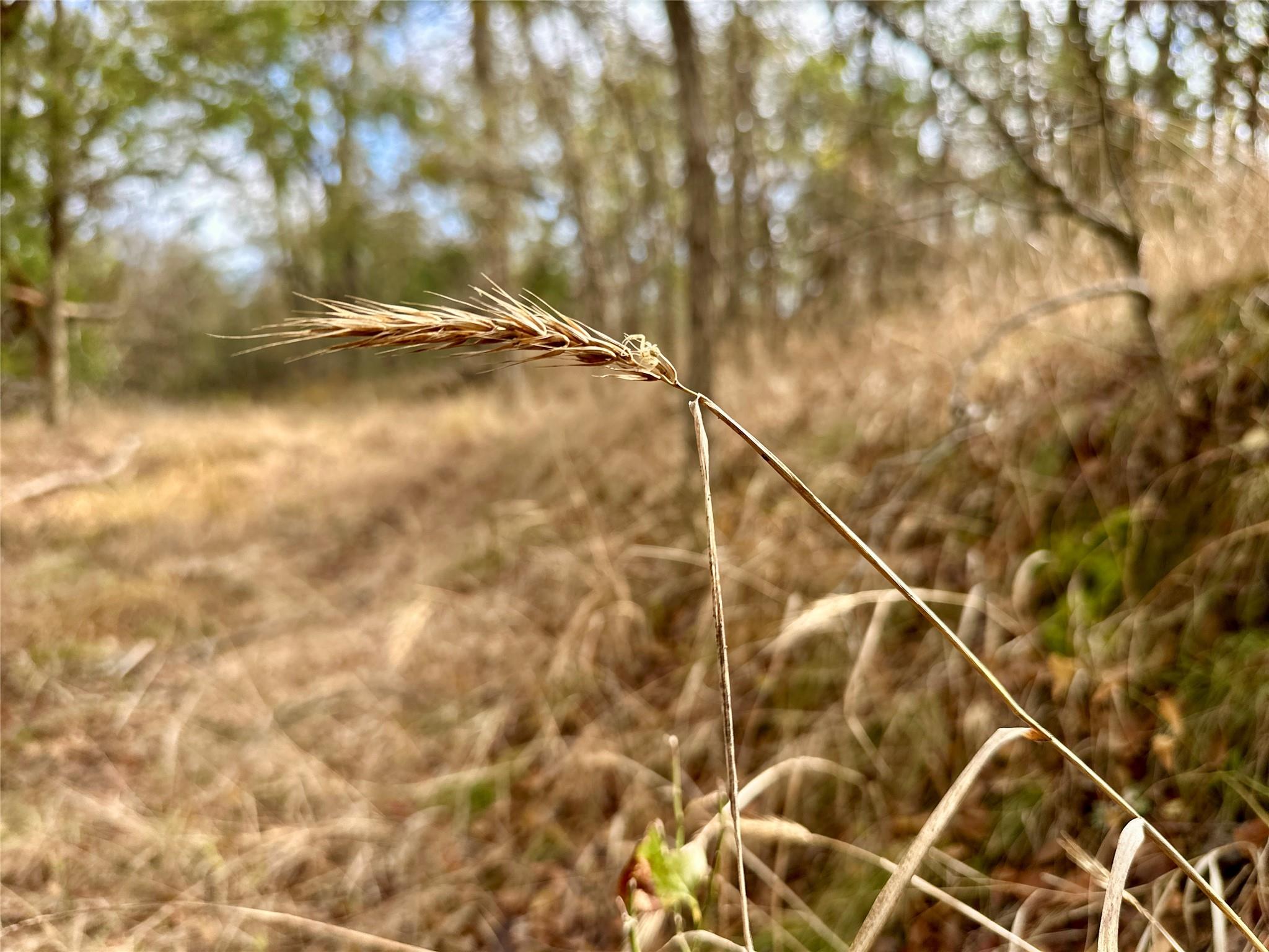 104 E Waiehu Ln, Bastrop, TX 78602