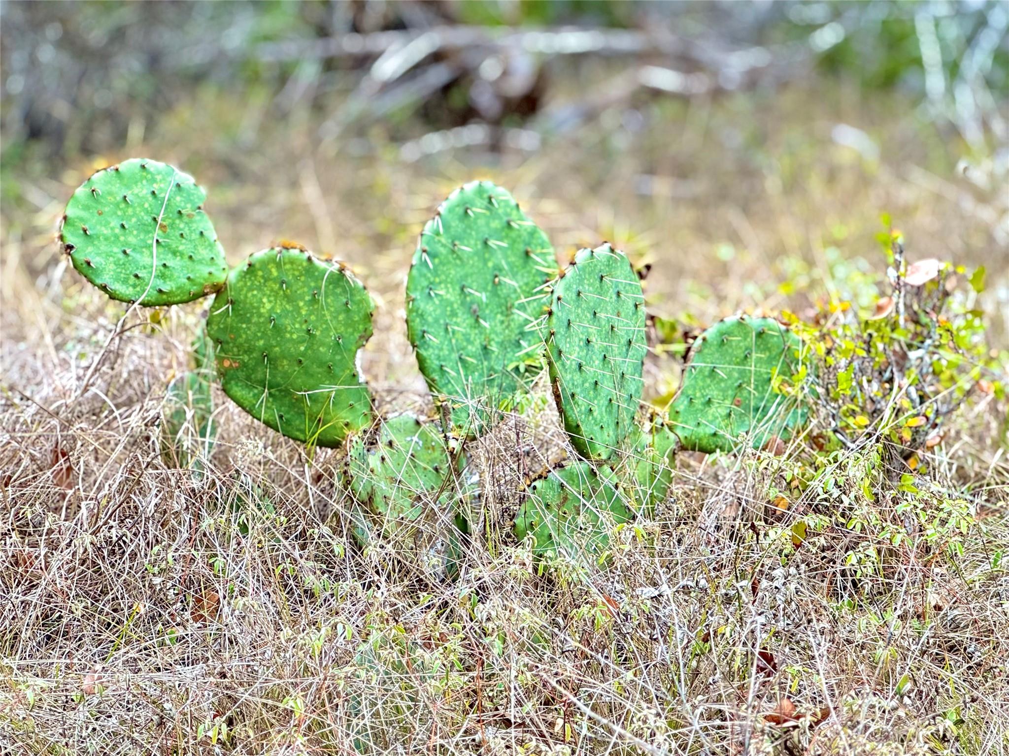 422 Eagle Ln, Fischer, TX 78623