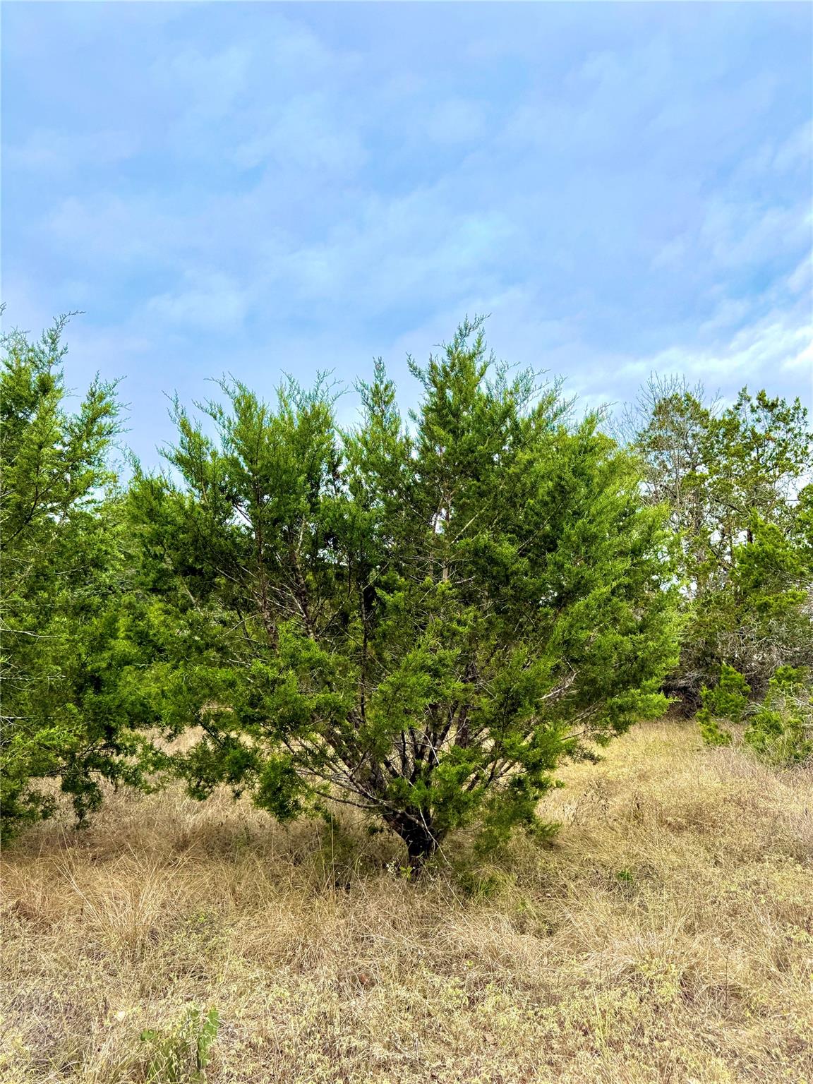 422 Eagle Ln, Fischer, TX 78623