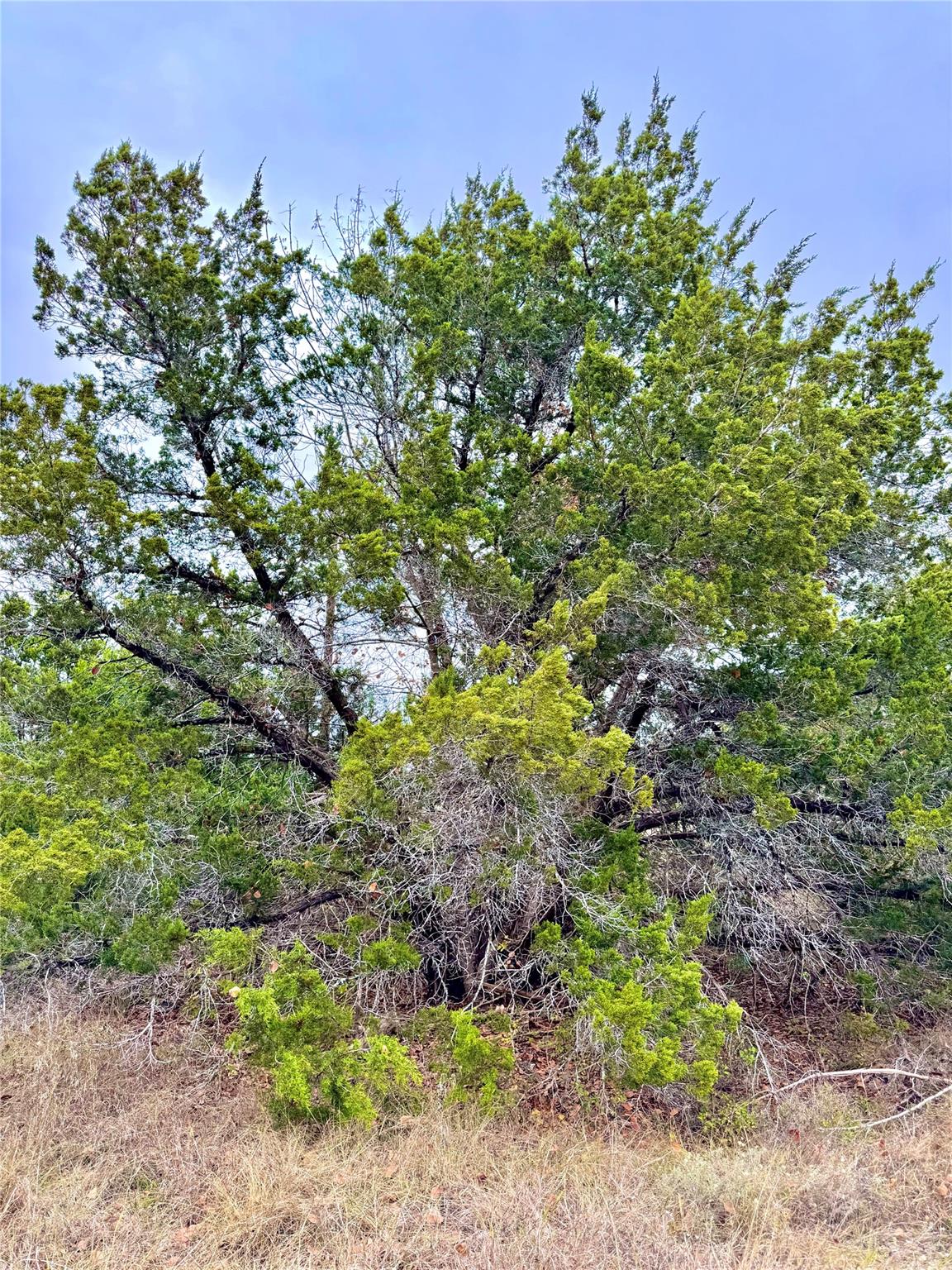 422 Eagle Ln, Fischer, TX 78623