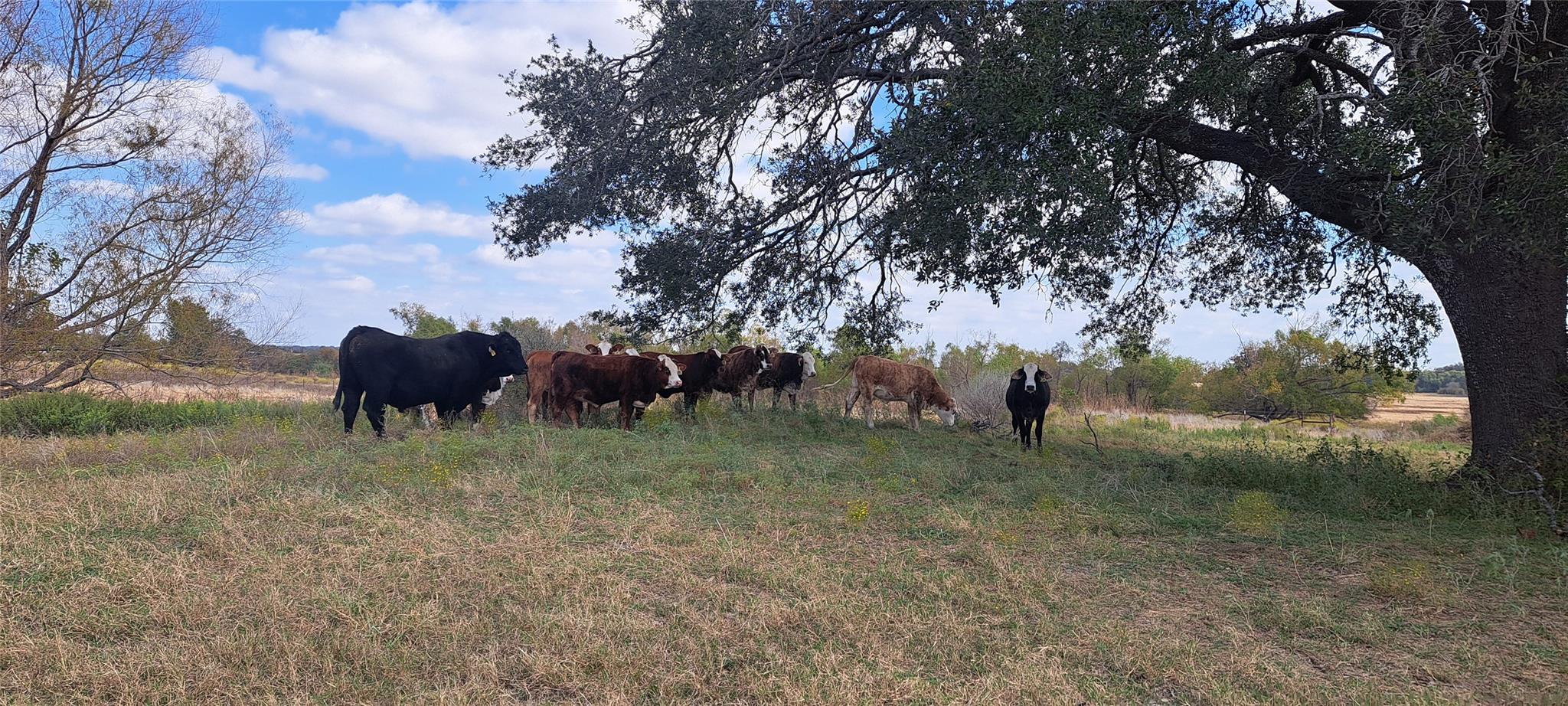 3432 County Road 206 Rd N, Cameron, TX 76520