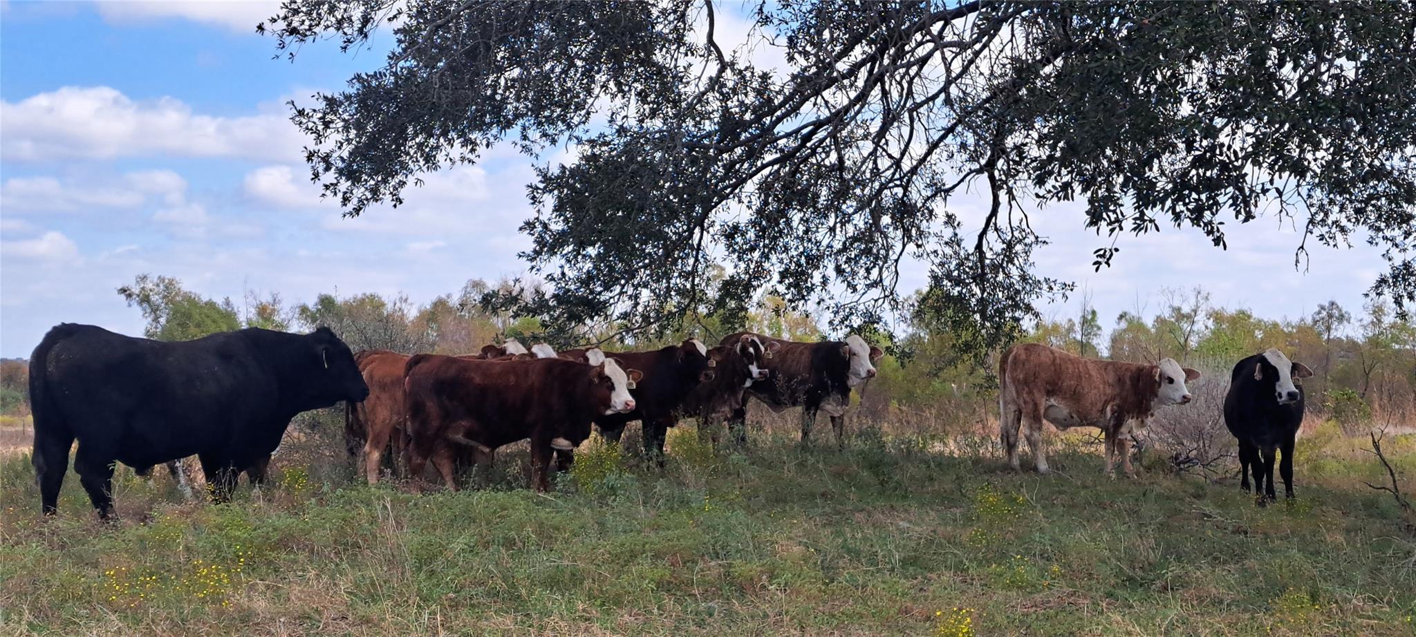 3432 County Road 206 Rd N, Cameron, TX 76520