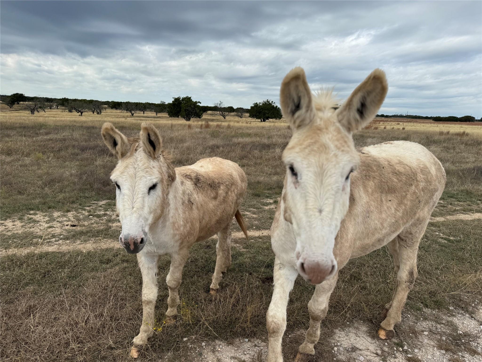 126 Acres County Road 204, Burnet, TX 78611