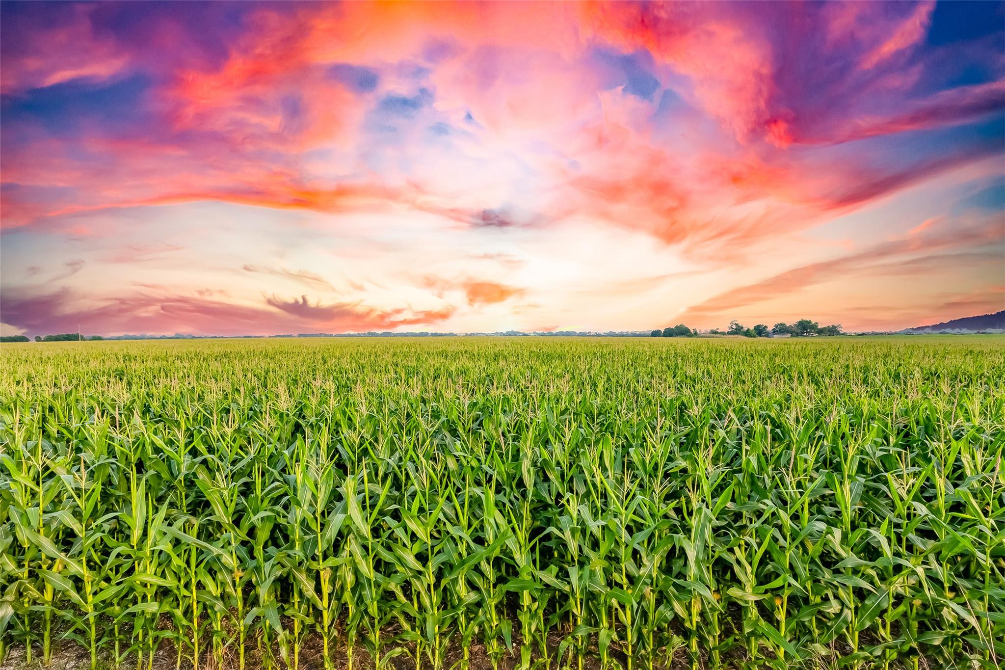 TBD County Road 445 Tract 1, Taylor, TX 76574