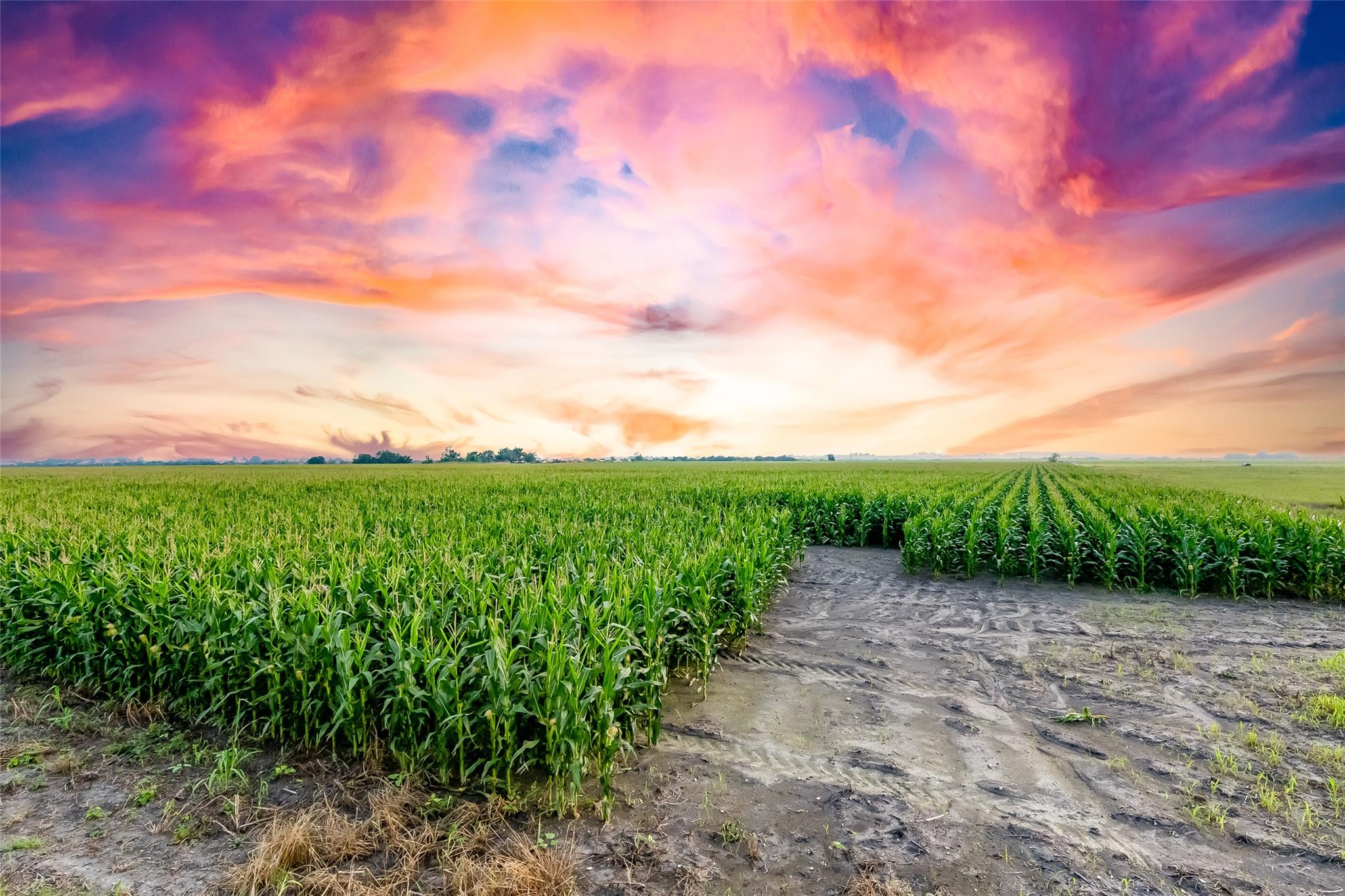 TBD County Road 445 Tract 1, Taylor, TX 76574