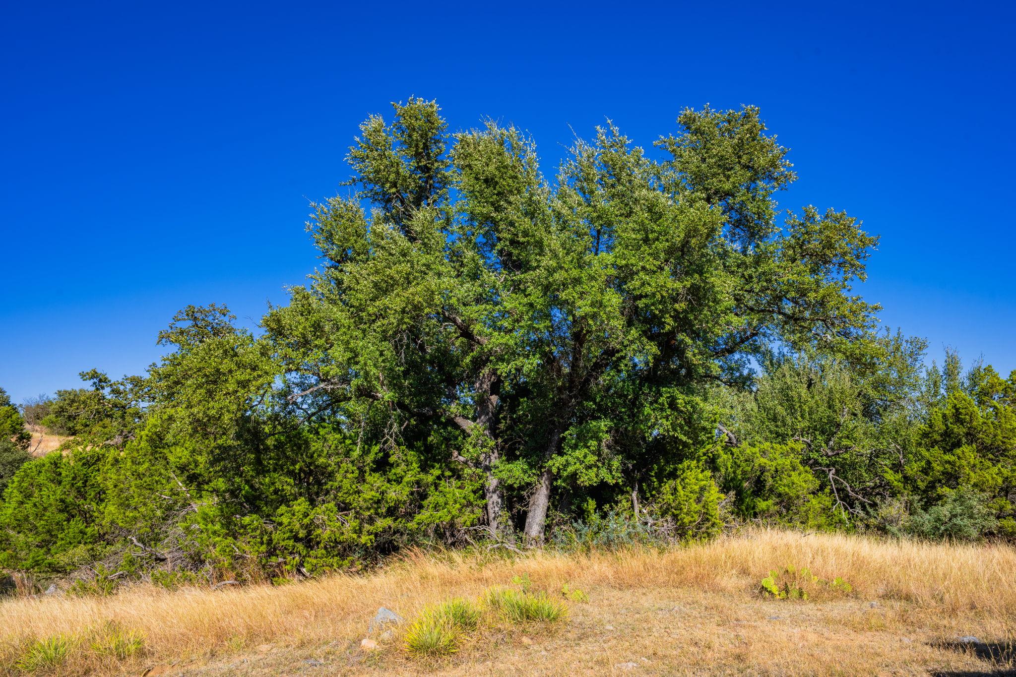 527 Walter Rd, Fredericksburg, TX 78624