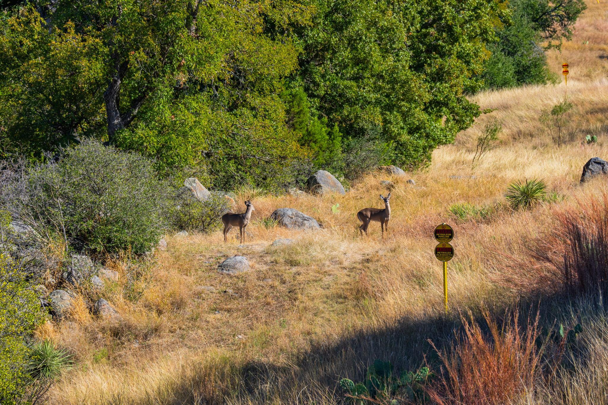 527 Walter Rd, Fredericksburg, TX 78624