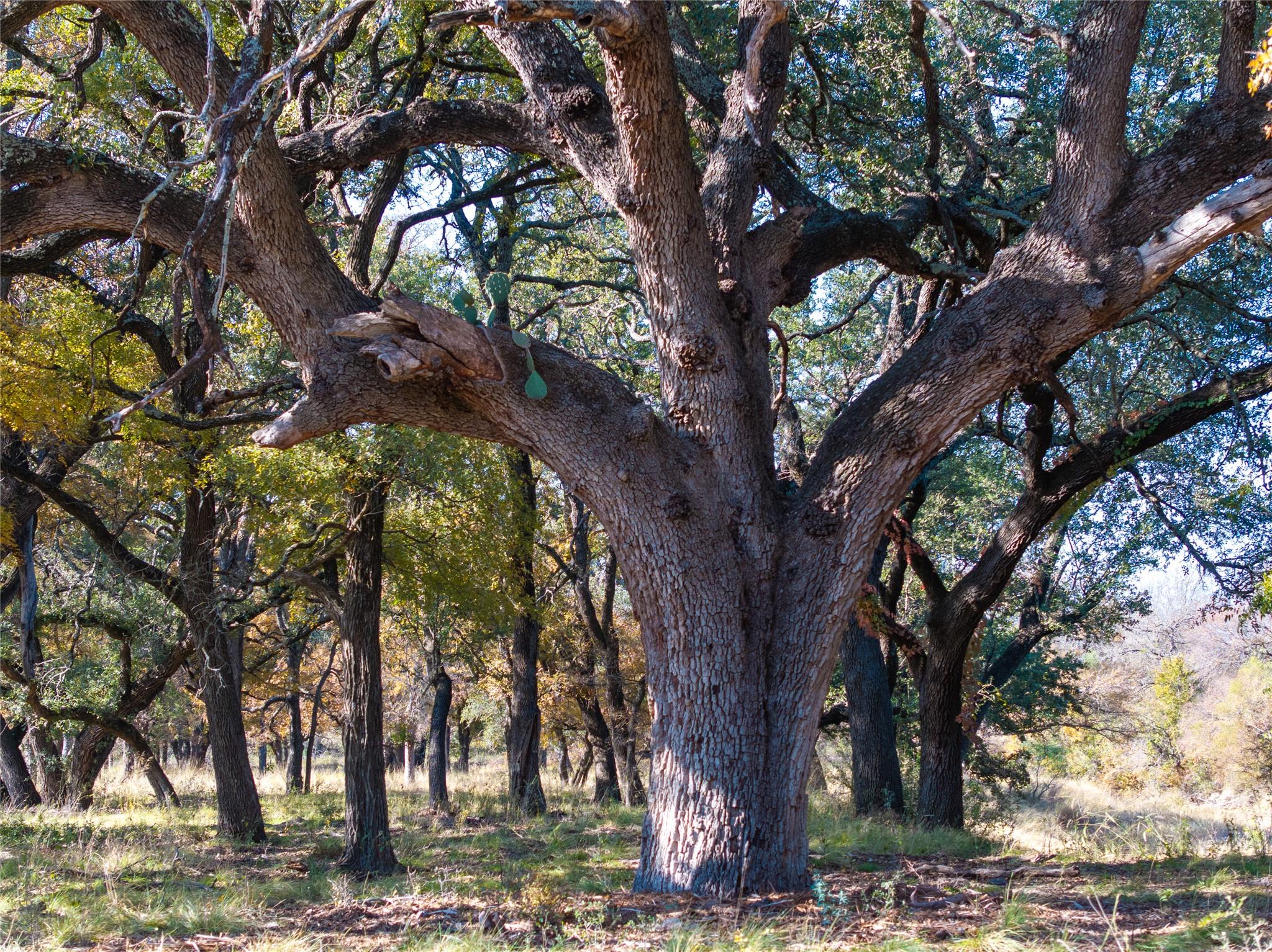 TBD US190 Highway, Lometa, TX 76853