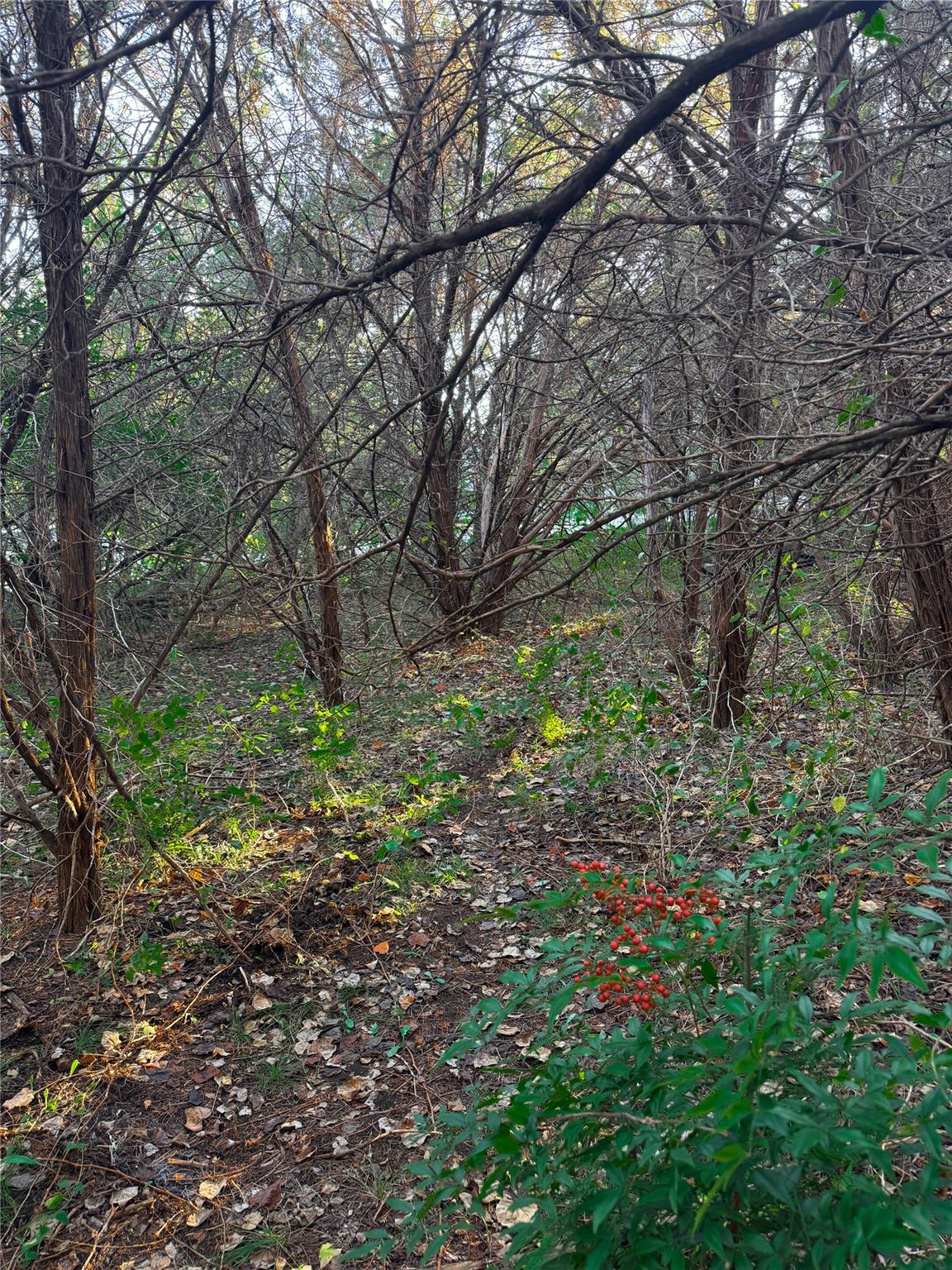 15104 S Flamingo Dr, Austin, TX 78734