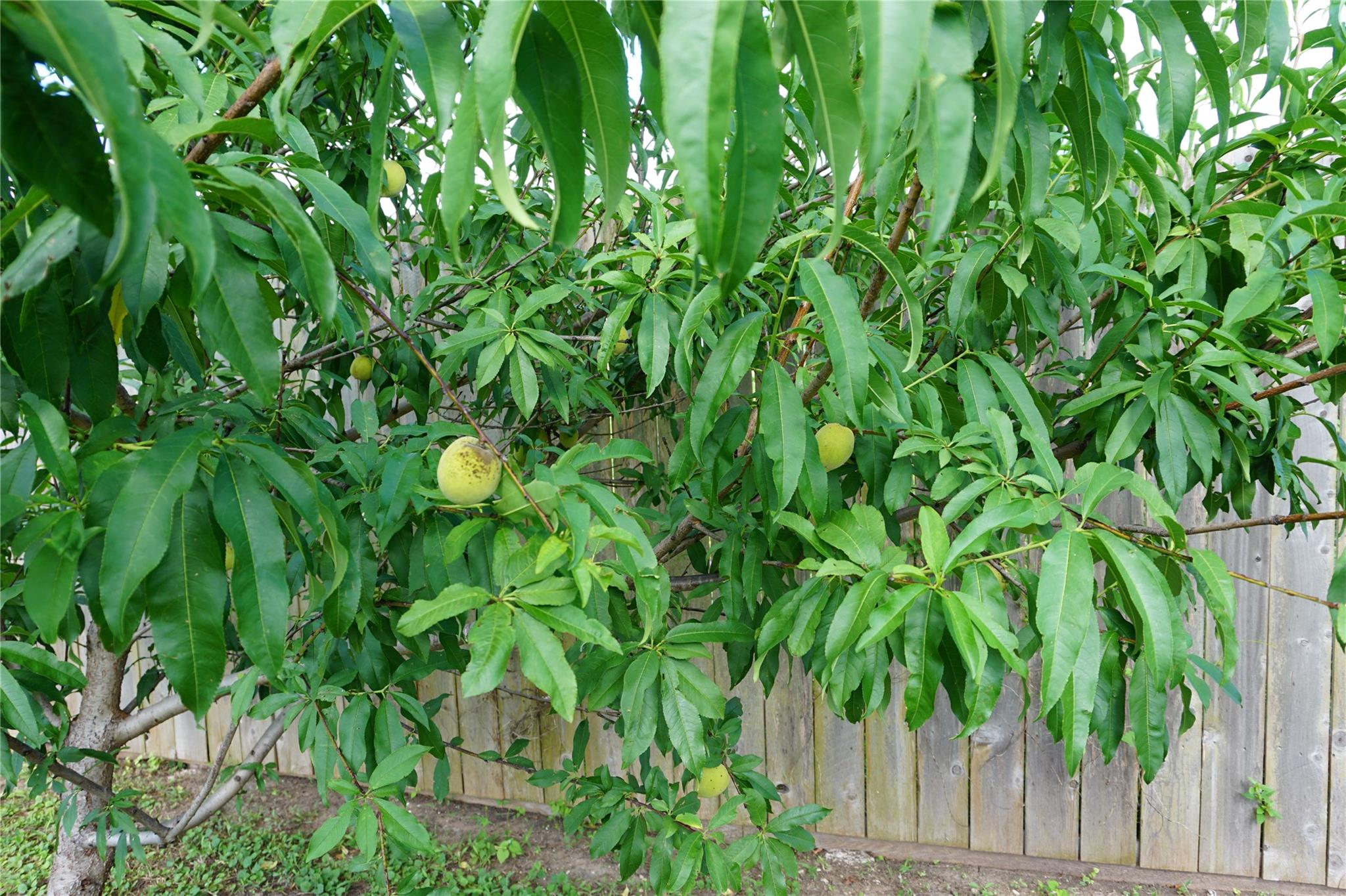 707 Carol Dr, Hutto, TX 78634