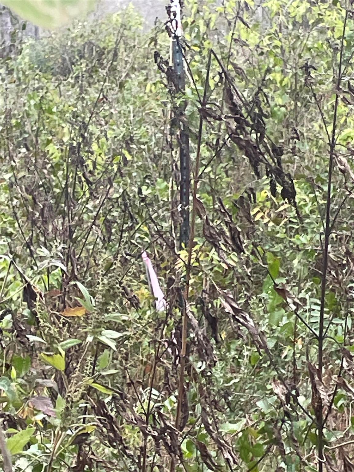 0000 Balch Rd, Elgin, TX 78621