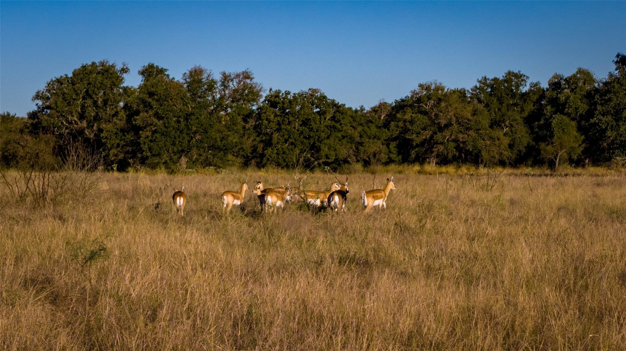 7702 Ranch Road 965, Llano, TX 78643