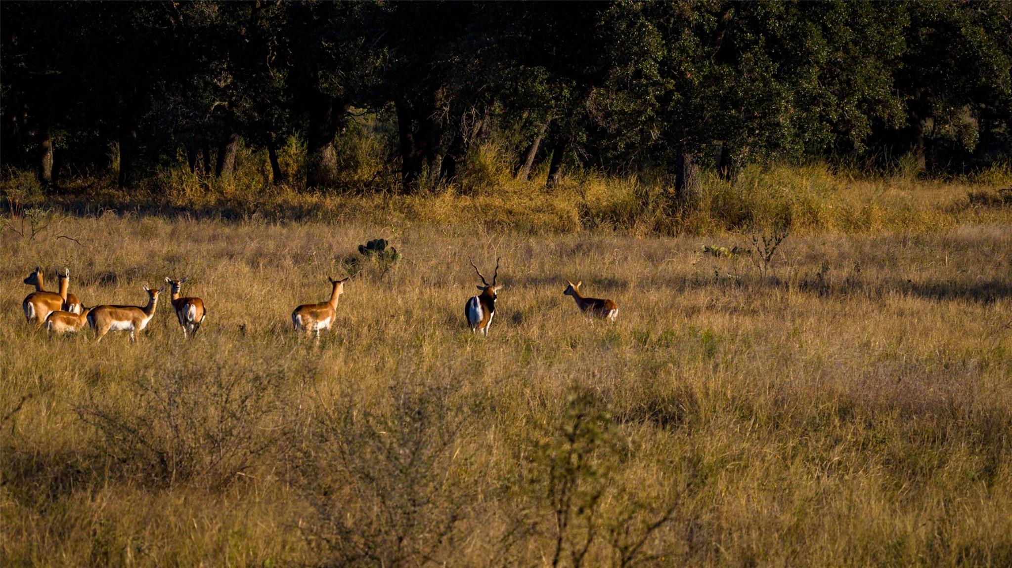 7702 Ranch Road 965, Llano, TX 78643