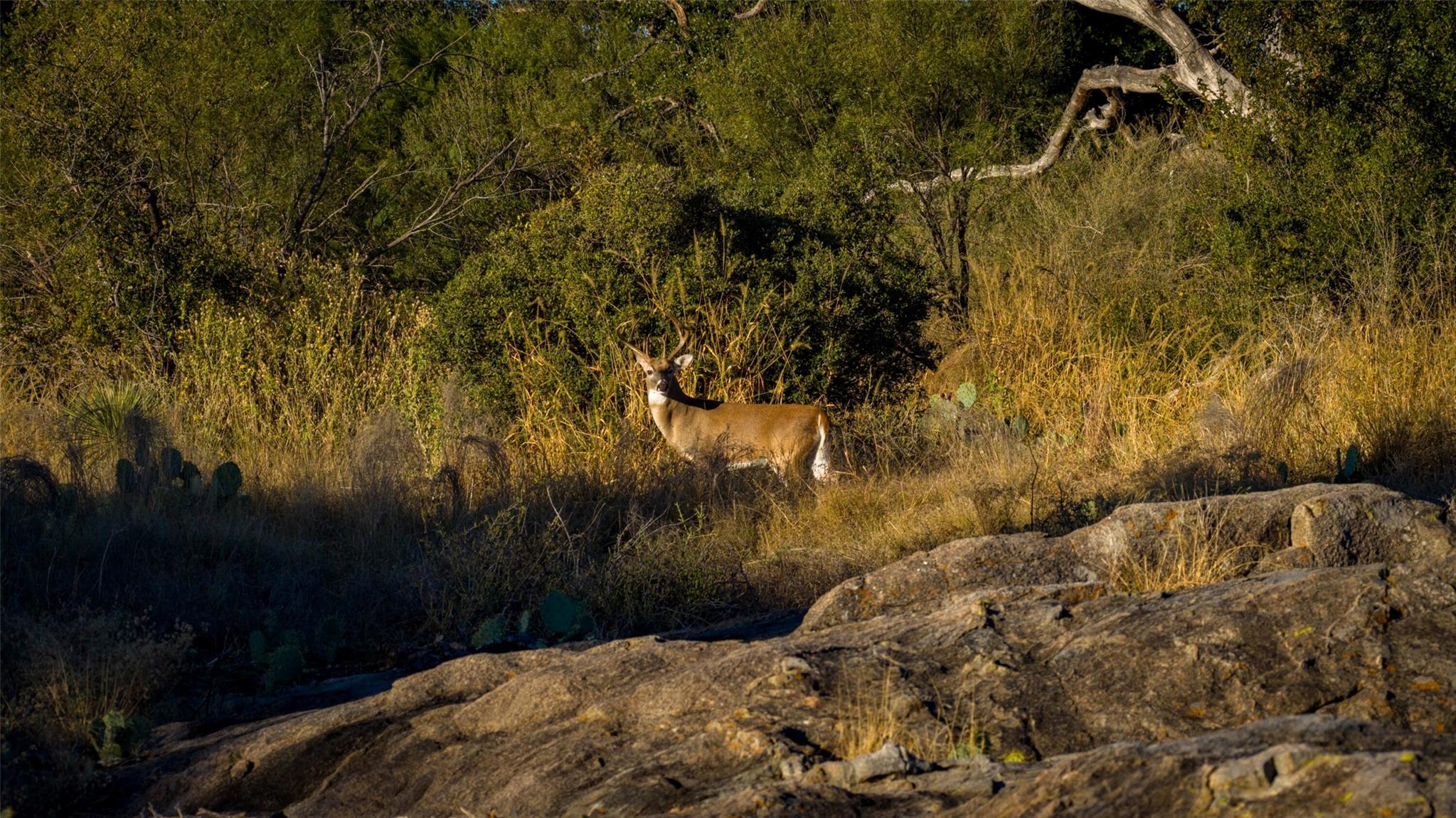 7702 Ranch Road 965, Llano, TX 78643