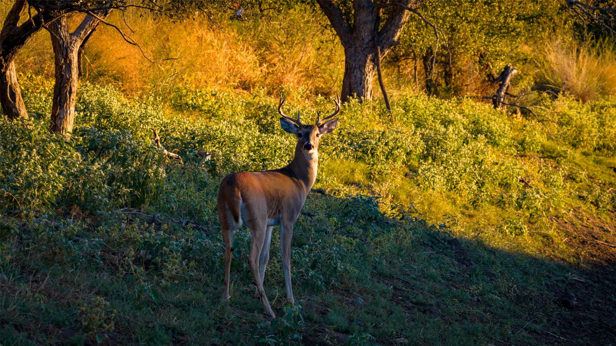 7702 Ranch Road 965, Llano, TX 78643
