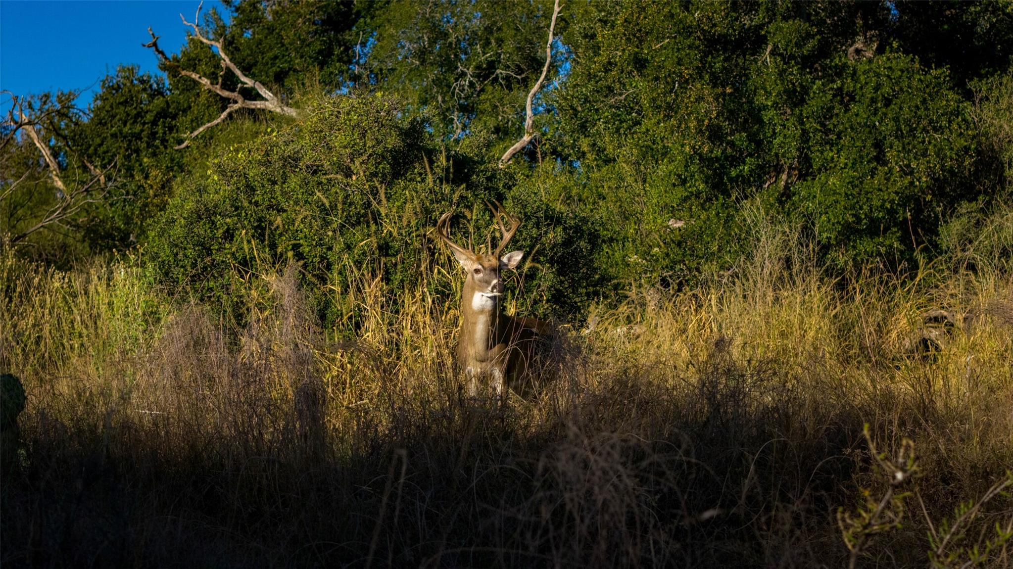 7702 Ranch Road 965, Llano, TX 78643
