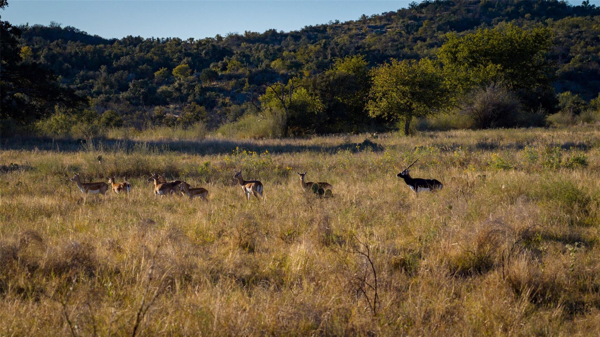 7702 Ranch Road 965, Llano, TX 78643