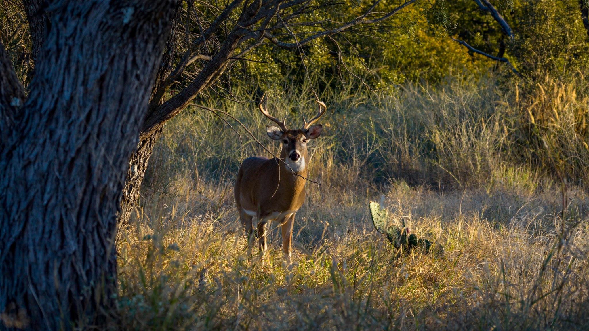 7702 Ranch Road 965, Llano, TX 78643