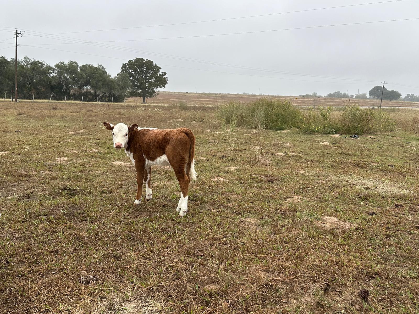 1696 E Fm 884, Yorktown, TX 78164