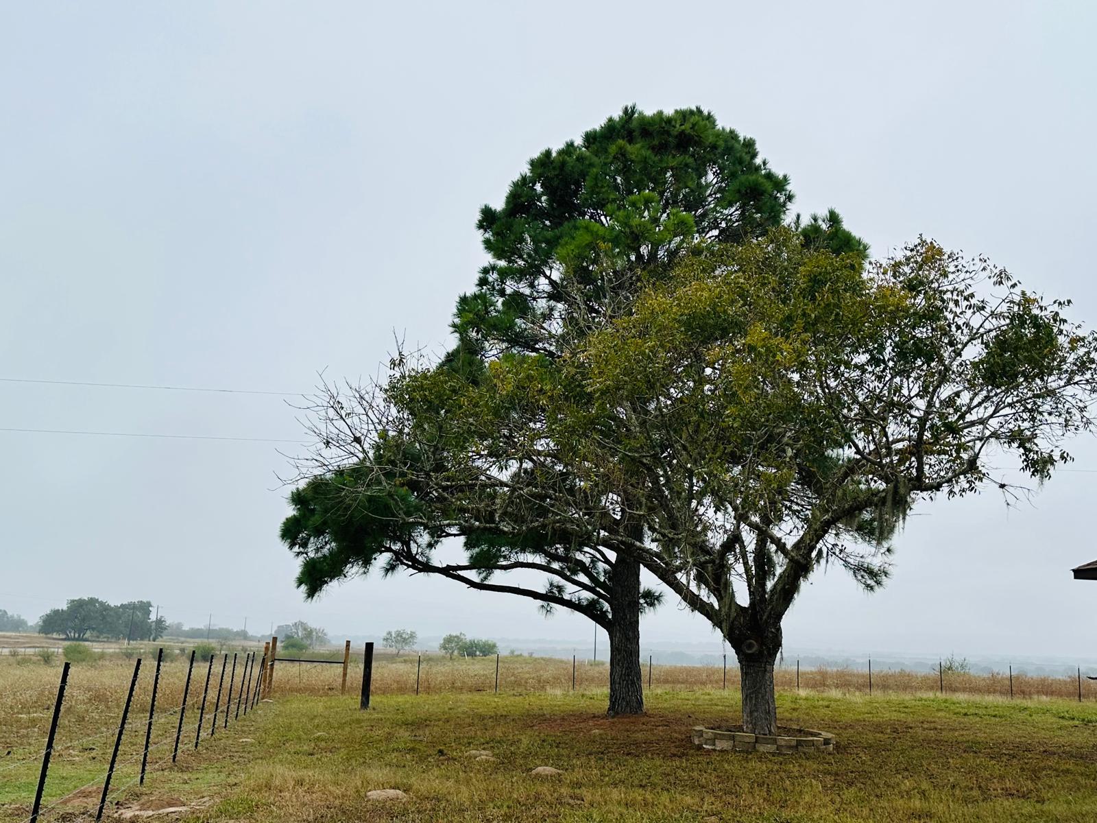 1696 E Fm 884, Yorktown, TX 78164