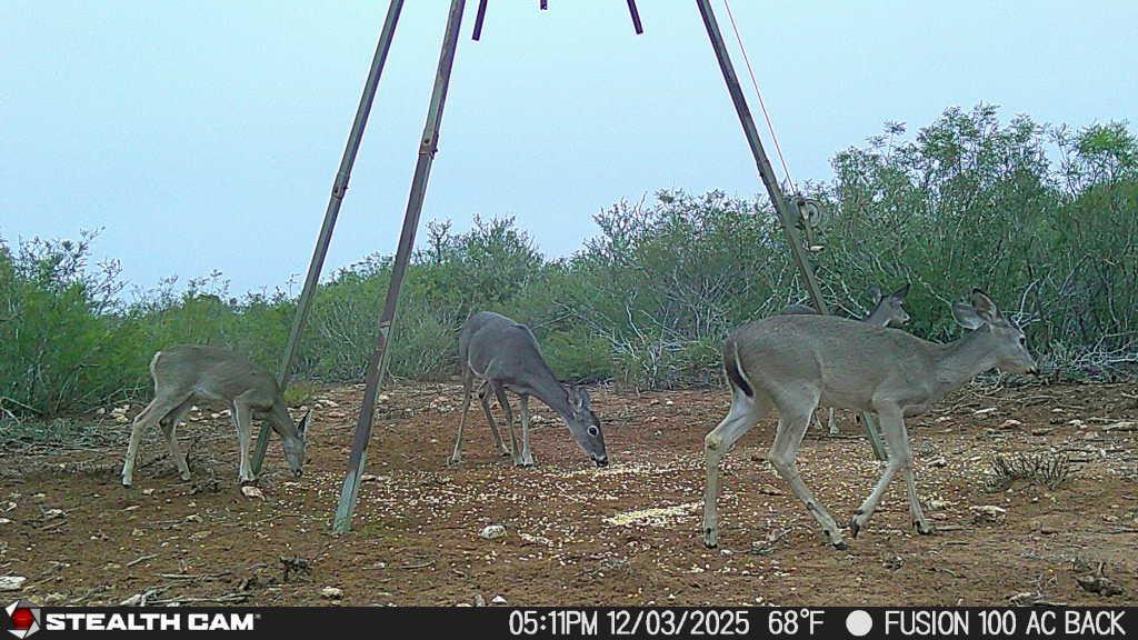 8993 N County Rd 101 Rd, San Diego, TX 78384